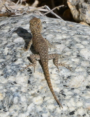 Sceloporus hunsakeri