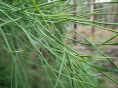 Exocarpos cupressiformis