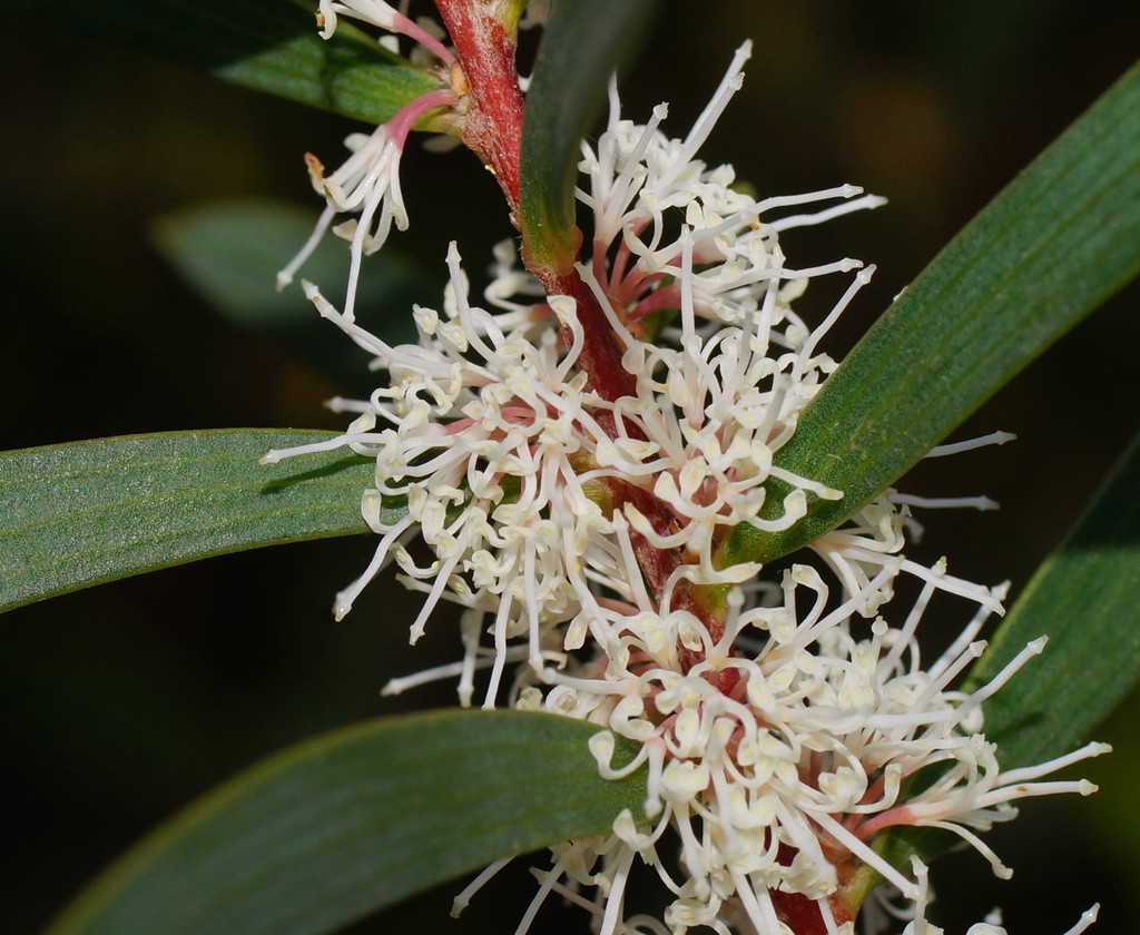 furze hakea