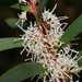 Furze Hakea - Photo (c) Reiner Richter, some rights reserved (CC BY-NC-SA), uploaded by Reiner Richter