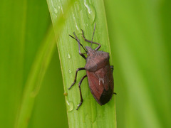 Phyllocephalinae