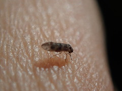 Peripsocus subfasciatus