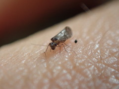 Peripsocus subfasciatus