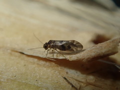 Peripsocus subfasciatus