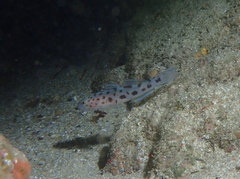 Thorogobius ephippiatus