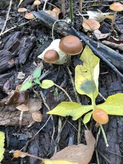 Hypholoma marginatum
