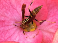 Polistes lineonotus