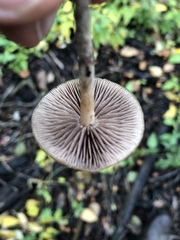 Hypholoma marginatum