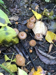 Hypholoma marginatum