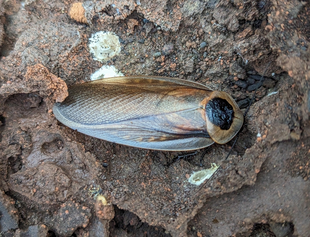 Blaberus parafusiformis