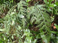 Asplenium appendiculatum