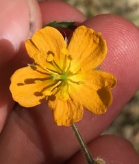 Kallstroemia peninsularis