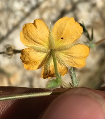Kallstroemia peninsularis