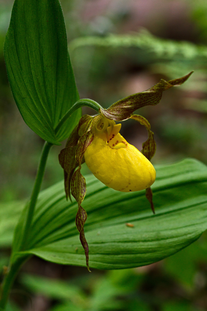 Research Report #33— Yellow Lady-slipper | by Mohonk Preserve | Medium