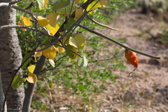 Peniocereus striatus