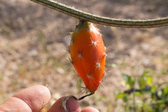 Peniocereus striatus