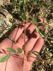 Kallstroemia peninsularis
