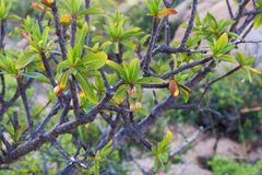 Bursera cerasiifolia