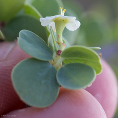Euphorbia hindsiana