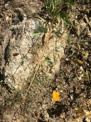 Kallstroemia peninsularis