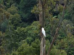 Cacatua galerita galerita