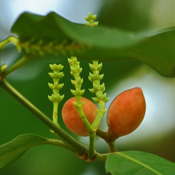 Gnetaceae