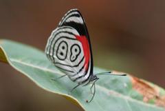 Diaethria clymena