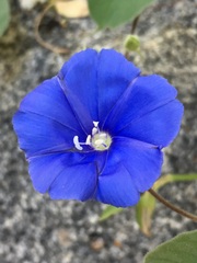 Jacquemontia abutiloides