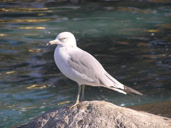 Larus delawarensis