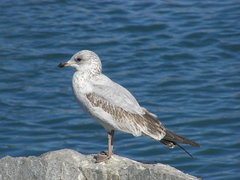 Larus delawarensis