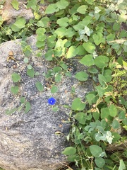 Jacquemontia abutiloides