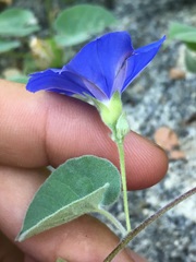 Jacquemontia abutiloides