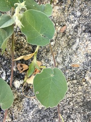 Jacquemontia abutiloides