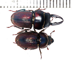Onorelucanus pulverosus