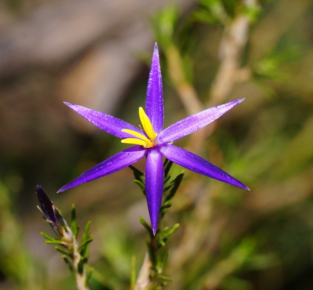 blue tinsel-lily