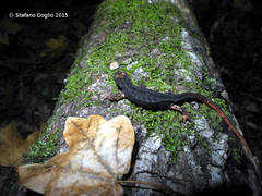 Salamandrina perspicillata