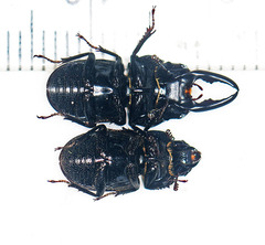 Onorelucanus pulverosus