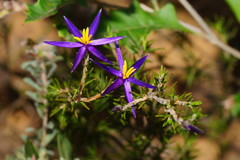 Calectasia intermedia