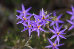 Calectasia intermedia