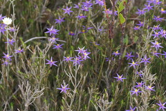 Calectasia intermedia