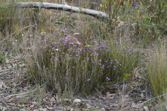 Calectasia intermedia