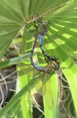 Anax walsinghami