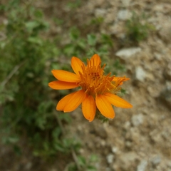 Adenophyllum speciosum