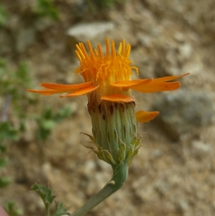 Adenophyllum speciosum