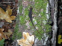 Salamandrina perspicillata