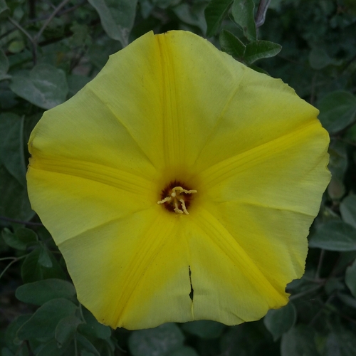 Yellow Morning Glory