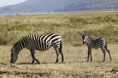 Equus quagga