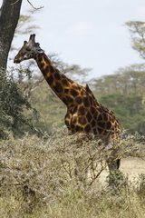Giraffa camelopardalis rothschildi
