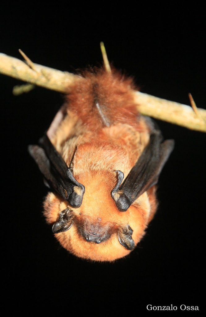 Cinnamon Red Bat