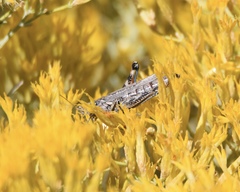 Melanoplus complanatipes